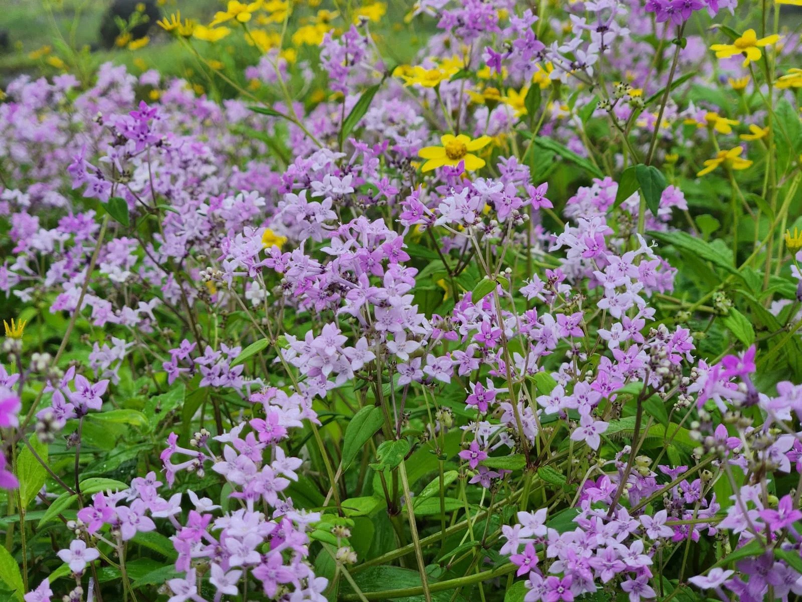 nature